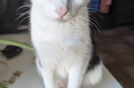 Domestic Medium Hair