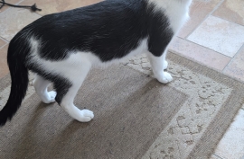 Domestic Medium Hair