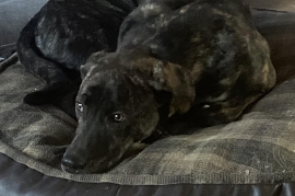 Weimaraner