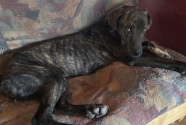 Weimaraner