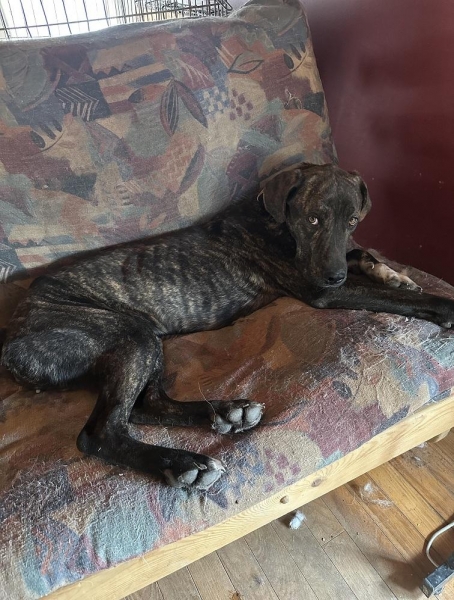 Weimaraner