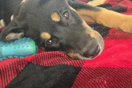 German Shepherd Dog