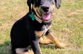 German Shepherd Dog