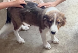 Collie