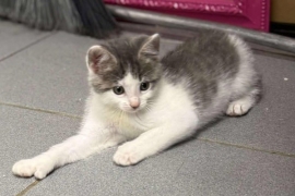 Domestic Short Hair Domestic Short Hair