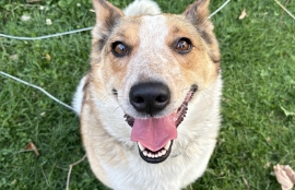 Australian Cattle Dog / Blue Heeler
