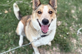 Australian Cattle Dog / Blue Heeler