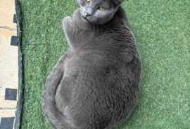 Russian Blue