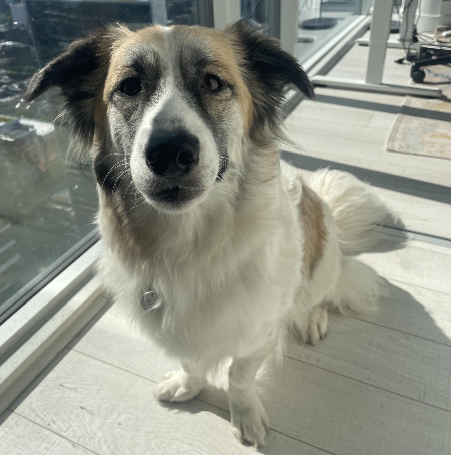 Mixed Breed