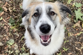 Mixed Breed