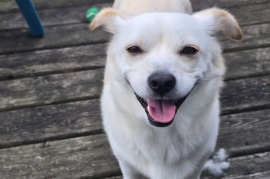 Jindo