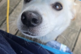 Jindo