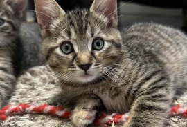 Domestic Short Hair Domestic Short Hair