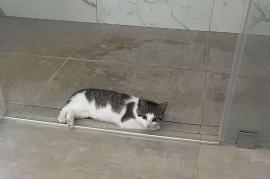 Domestic Short Hair Domestic Short Hair