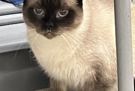 Siamese