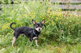 Chihuahua
