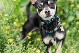 Chihuahua