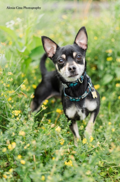 Chihuahua