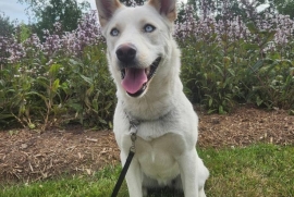 Husky