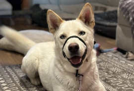 Husky