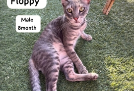 Domestic Short Hair Domestic Short Hair