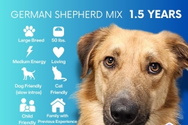 German Shepherd Dog