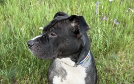 American Staffordshire Terrier