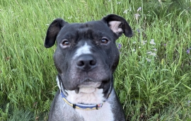 American Staffordshire Terrier