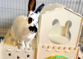 Flemish Giant Flemish Giant