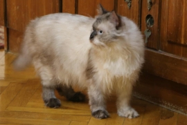 Ragdoll