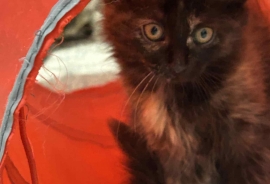 Domestic Medium Hair Domestic Medium Hair