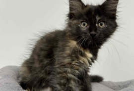 Domestic Medium Hair