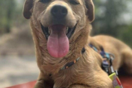 Mixed Breed