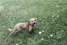 Mixed Breed