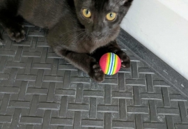 Domestic Short Hair Domestic Short Hair