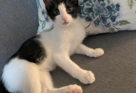 Domestic Short Hair Domestic Short Hair