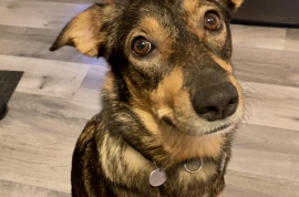 Mixed Breed