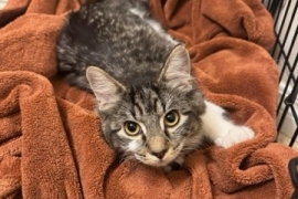 Domestic Medium Hair Domestic Medium Hair