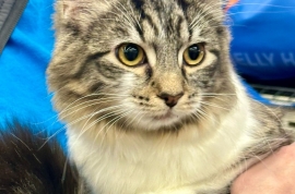 Domestic Medium Hair