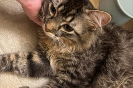 Domestic Medium Hair