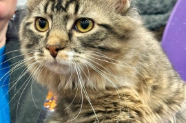 Domestic Medium Hair