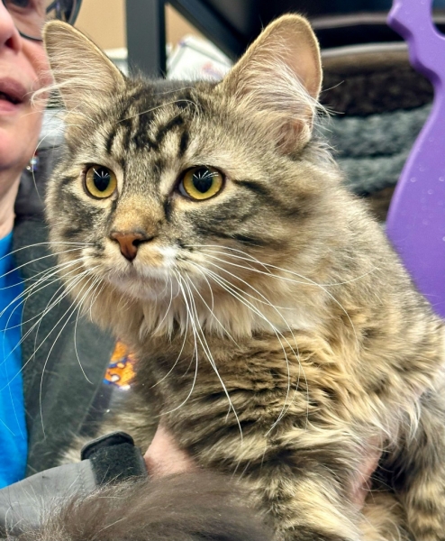 Domestic Medium Hair