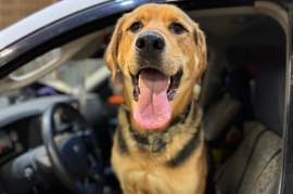 Labrador Retriever