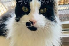 Domestic Long Hair Domestic Long Hair