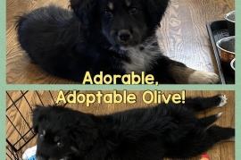 Mixed Breed