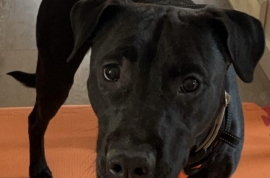 Mixed Breed