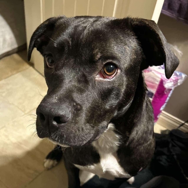 Mixed Breed