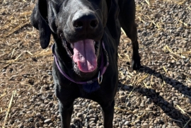 Doberman Pinscher