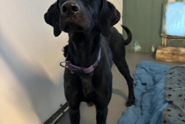 Doberman Pinscher