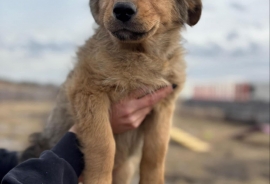 Shepherd